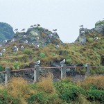 Dokdo-black-tailed-gull